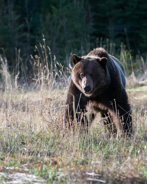 Dzikie Niedźwiedzie Grizzly Natura Fauna — Zdjęcie stockowe