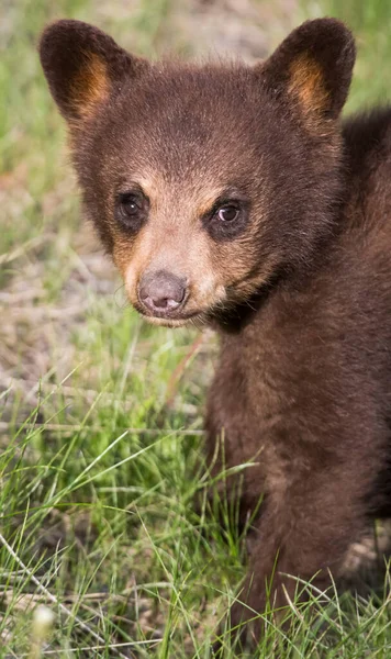 Urso Negro Selvagem Natureza Fauna — Fotografia de Stock