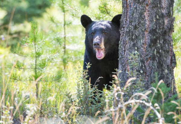 Orso Nero Selvatico Natura Fauna — Foto Stock