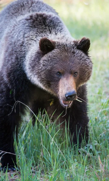 Dziki Niedźwiedź Grizzly Natura Fauna — Zdjęcie stockowe