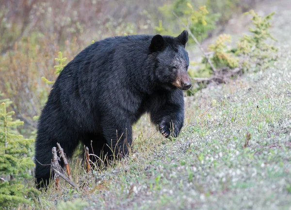 Oso Negro Salvaje Naturaleza Fauna — Foto de Stock