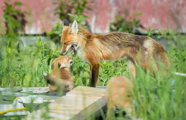 red foxes, animals. Nature, fauna