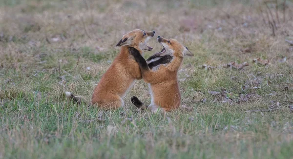 Raposas Vermelhas Animais Natureza Fauna — Fotografia de Stock