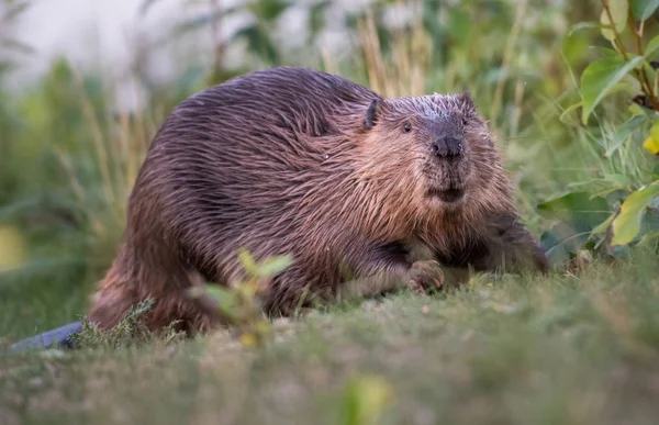 Beaver Wild Animal Nature Fauna — 스톡 사진