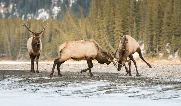 Alces Estado Selvagem Animais Natureza Fauna — Fotografia de Stock