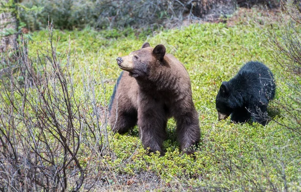 Ursos Negros Selvagens Natureza Fauna — Fotografia de Stock