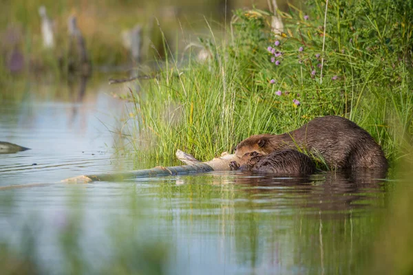 Castores Salvajes Animales Naturaleza Fauna — Foto de Stock