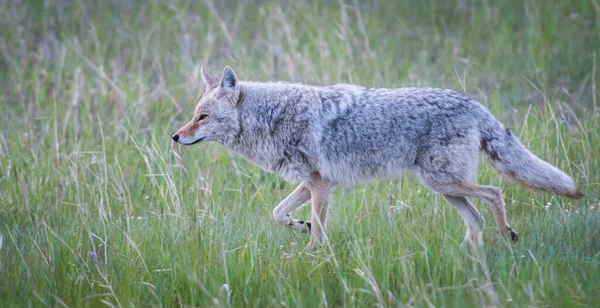 Coyote Wild Nature Fauna — 스톡 사진
