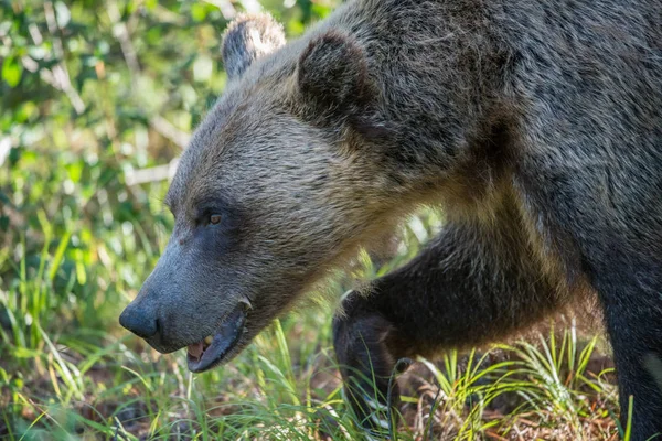 Oso Pardo Salvaje Naturaleza Fauna — Foto de Stock