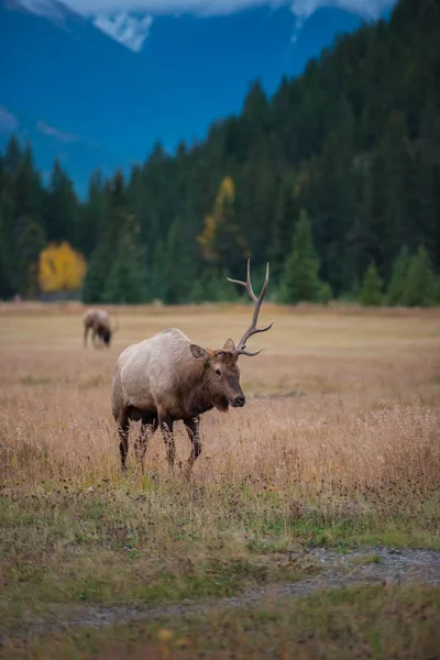 Wild Bull Elk Nature Fauna — Stock Photo, Image