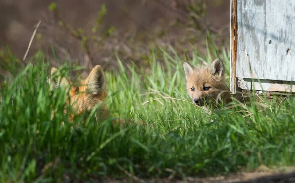 Rode Vossen Dieren Natuur Fauna — Stockfoto