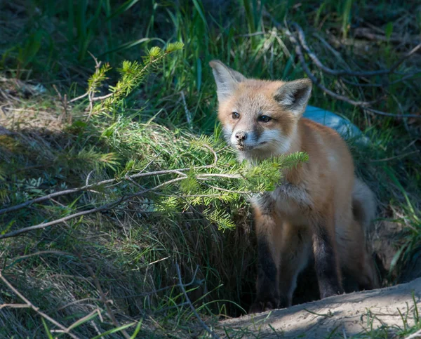 Red Fox Animal Nature Fauna — 스톡 사진