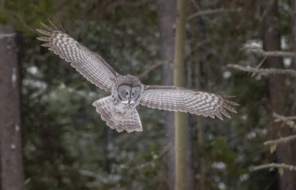 Wild Owl Bird Nature Fauna — Stock Photo, Image