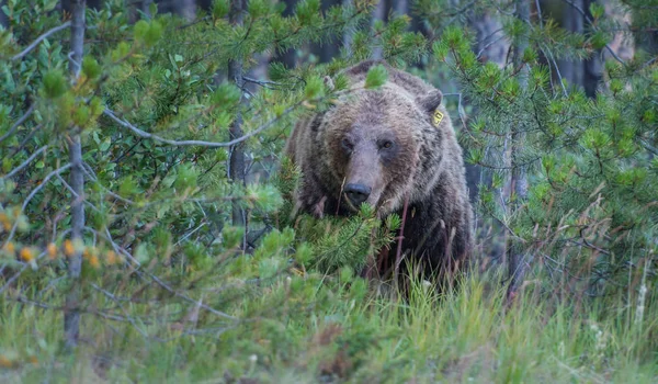 Oso Pardo Salvaje Naturaleza Fauna — Foto de Stock