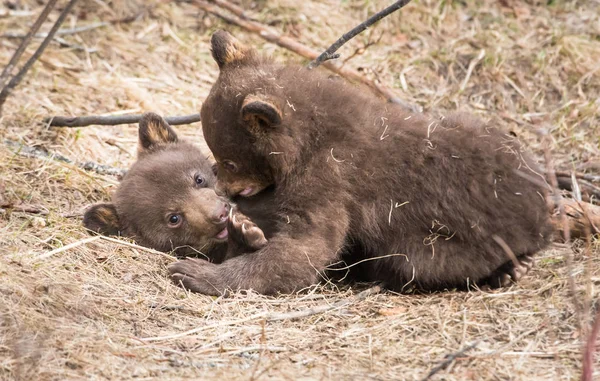 Oso Negro Salvaje Naturaleza Fauna — Foto de Stock