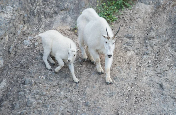 Chèvres Montagne Animaux Nature Faune — Photo