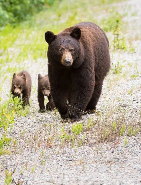 Ursos Negros Selvagens Natureza Fauna — Fotografia de Stock
