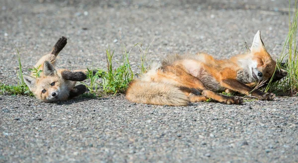 Zorros Rojos Animales Naturaleza Fauna — Foto de Stock