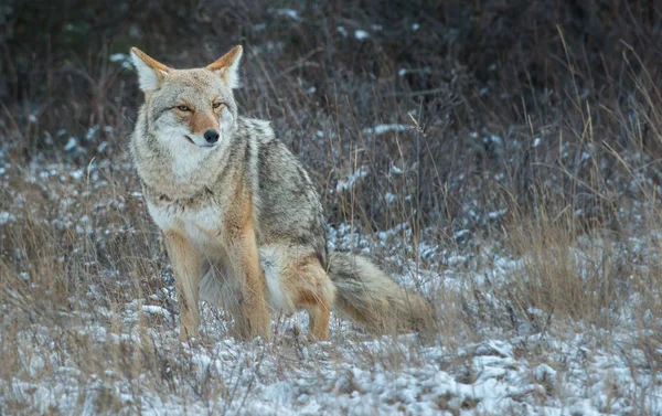 Coyote Wild Nature Fauna — Stock Photo, Image