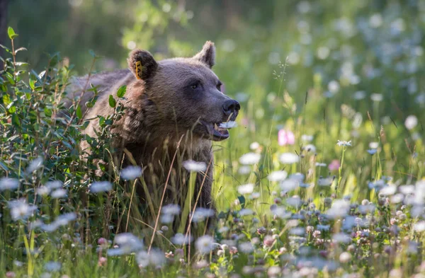 Urso Pardo Selvagem Natureza Fauna — Fotografia de Stock