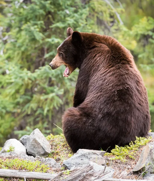 Urso Negro Selvagem Natureza Fauna — Fotografia de Stock