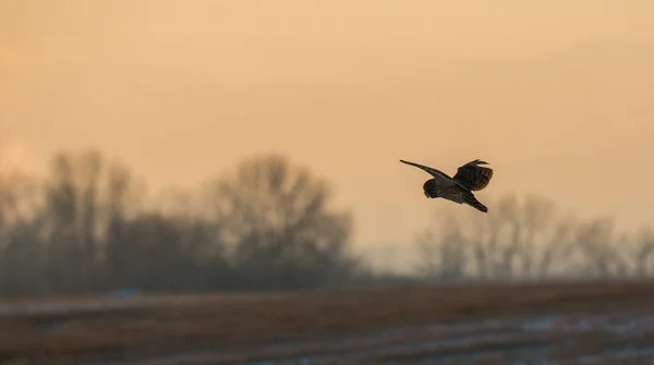 Chouette Sauvage Oiseau Nature Faune — Photo
