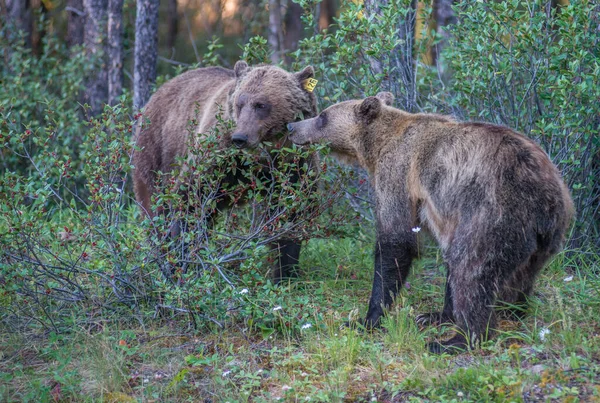 Dzikie Niedźwiedzie Grizzly Natura Fauna — Zdjęcie stockowe