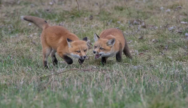 red foxes, animals. Nature, fauna