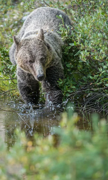 Vahşi Boz Ayı Doğa Fauna — Stok fotoğraf