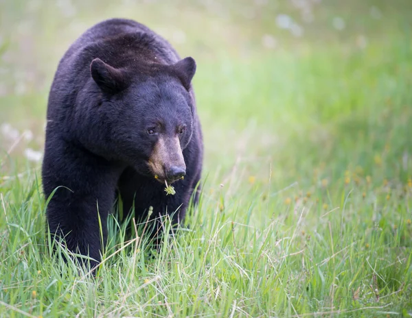 Oso negro — Foto de Stock