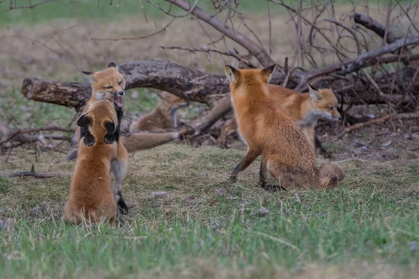 Zorros Rojos Animales Naturaleza Fauna —  Fotos de Stock