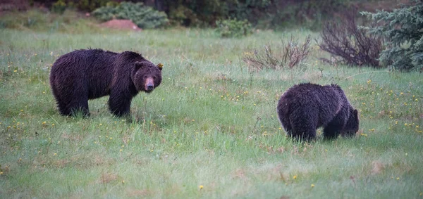 Ursos Negros Selvagens Natureza Fauna — Fotografia de Stock