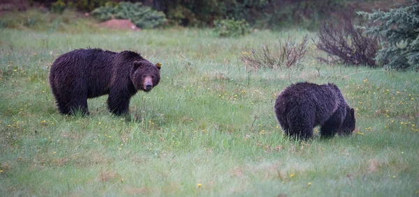 Wild Black Bears Nature Fauna — Stockfoto