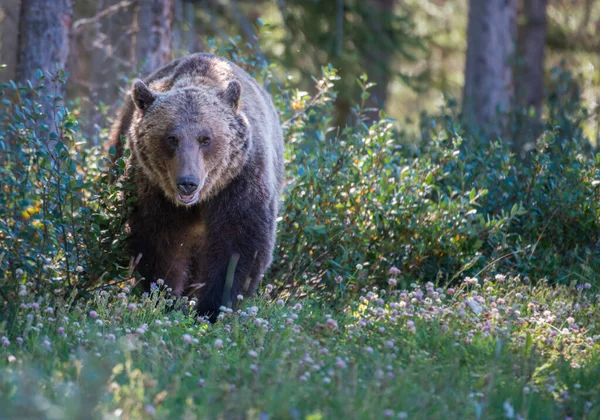 Orso Grizzly Selvatico Natura Fauna — Foto Stock