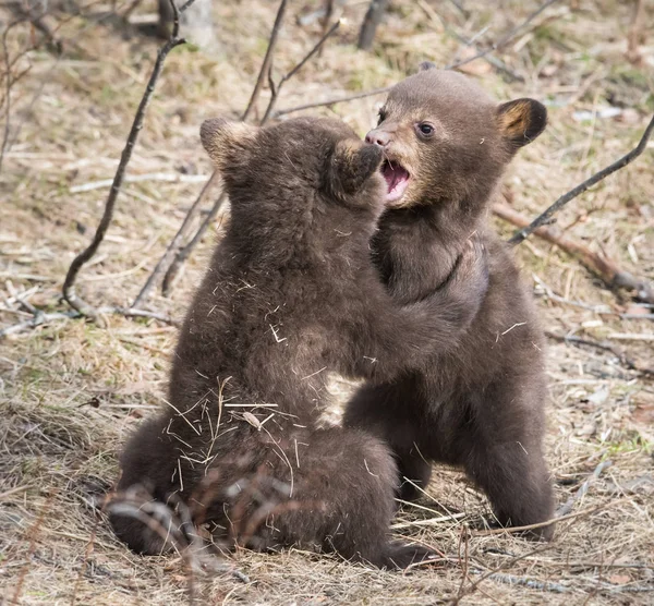 Wild Black Bears Nature Fauna — 图库照片
