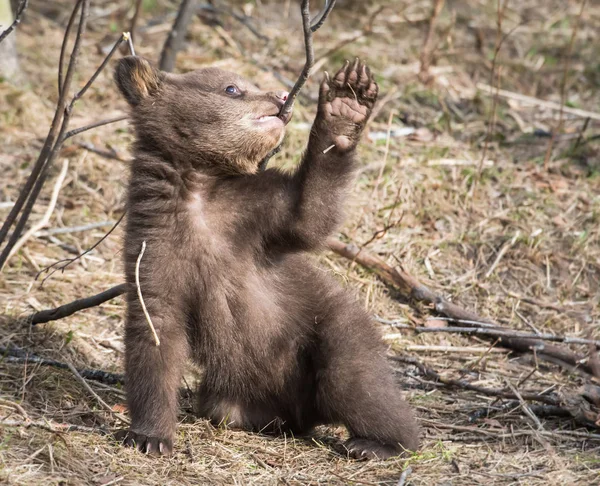 Dziki Czarny Niedźwiedź Natura Fauna — Zdjęcie stockowe