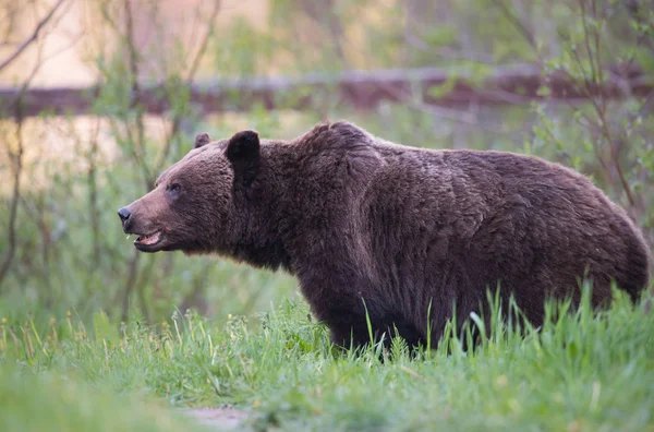 Urso Pardo Selvagem Natureza Fauna — Fotografia de Stock