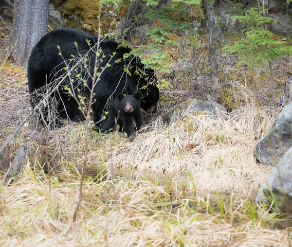 Dziki Czarny Niedźwiedź Natura Fauna — Zdjęcie stockowe