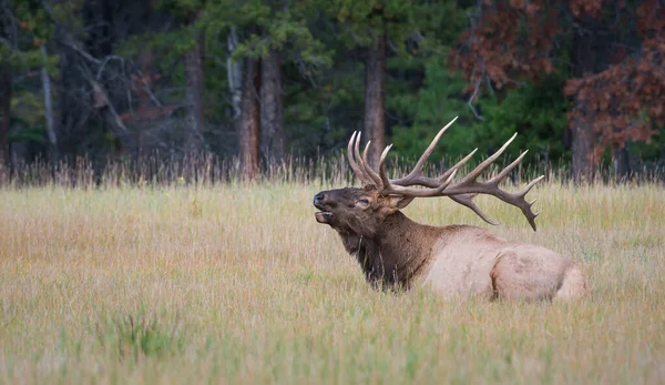 Elk Wild Animal Nature Fauna — Stock Photo, Image