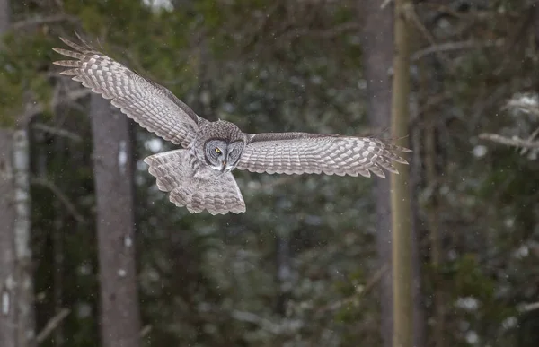 Chouette Sauvage Oiseau Nature Faune — Photo