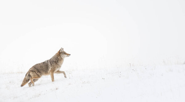 Coyote in wild. Nature, fauna