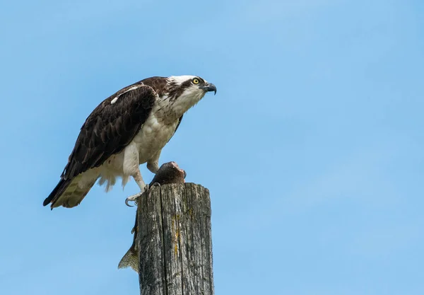 Vogel Freier Wildbahn Tier Natur Fauna — Stockfoto