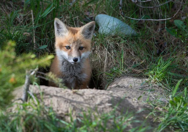 Volpe Rossa Animale Natura Fauna — Foto Stock