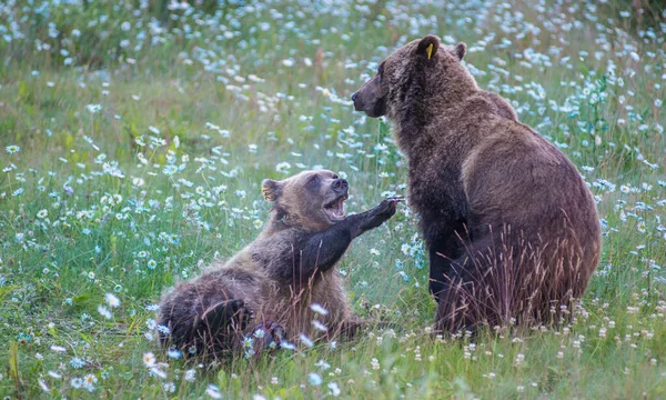 Divocí Medvědi Grizzly Příroda Fauna — Stock fotografie