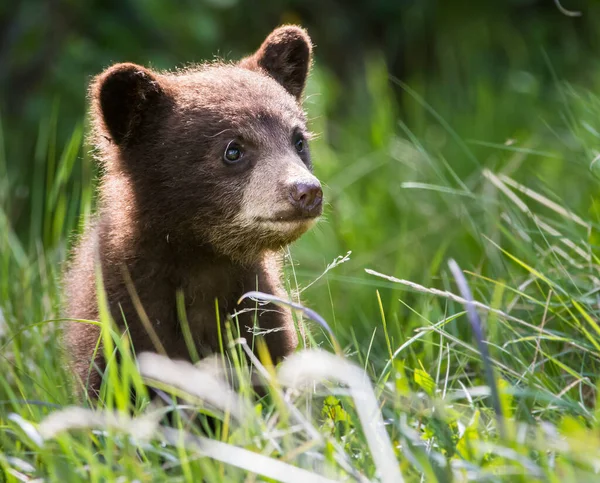 Dziki Czarny Niedźwiedź Natura Fauna — Zdjęcie stockowe