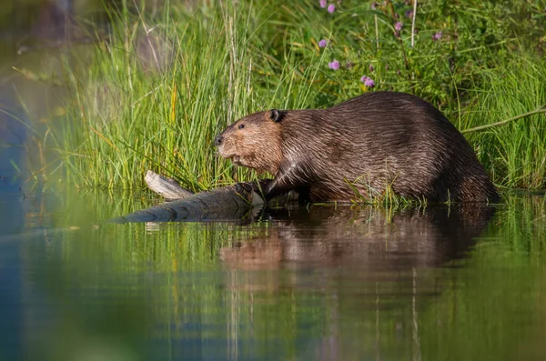 Bobr Divočině Zvíře Příroda Fauna — Stock fotografie