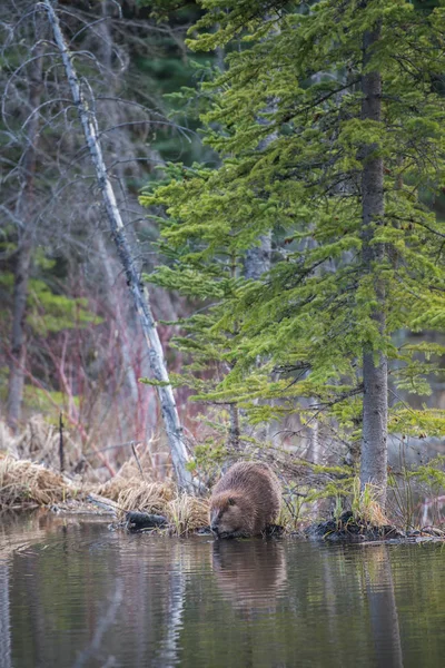 Bobr Divočině Zvíře Příroda Fauna — Stock fotografie