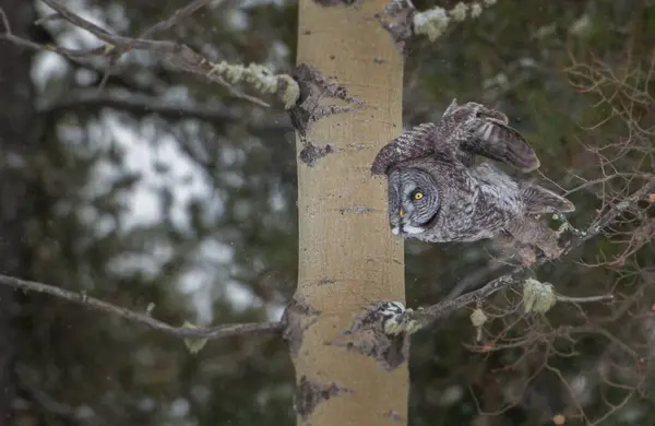 野生のフクロウ鳥自然 — ストック写真