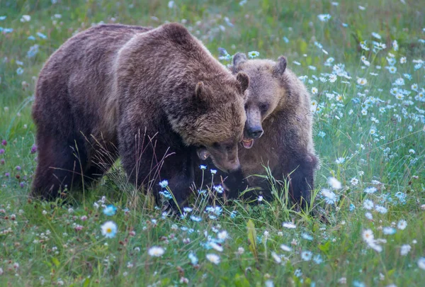 Divocí Medvědi Grizzly Příroda Fauna — Stock fotografie