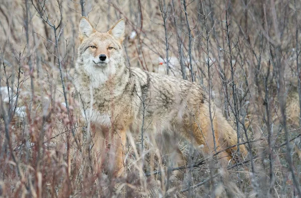 Coyote Wild Nature Fauna — Stock Photo, Image